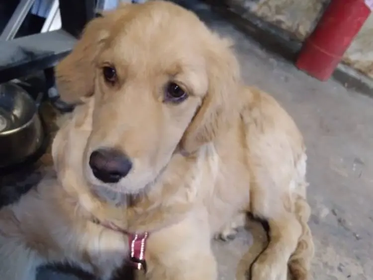 Adotta un cane, taglia media, femmina, Milano
