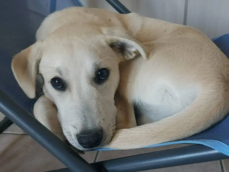 Adozione cane, maschio, Razza sconosciuta Razza sconosciuta, 7 mesi, taglia grande, Bologna