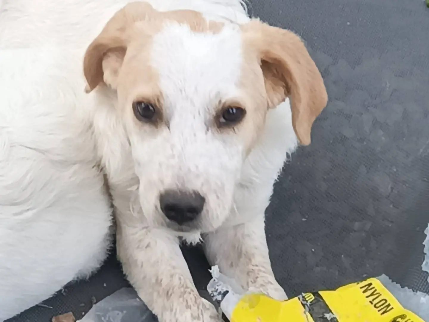 Adozione cane, maschio, Razza sconosciuta Razza sconosciuta, 1 anno e 8 mesi, taglia media, Avellino