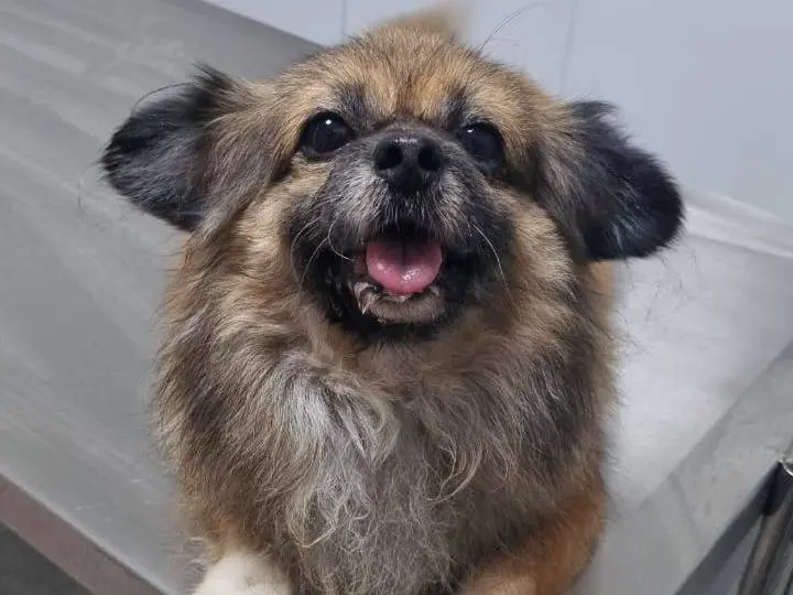 Adotta un cane, taglia piccola, femmina, Milano