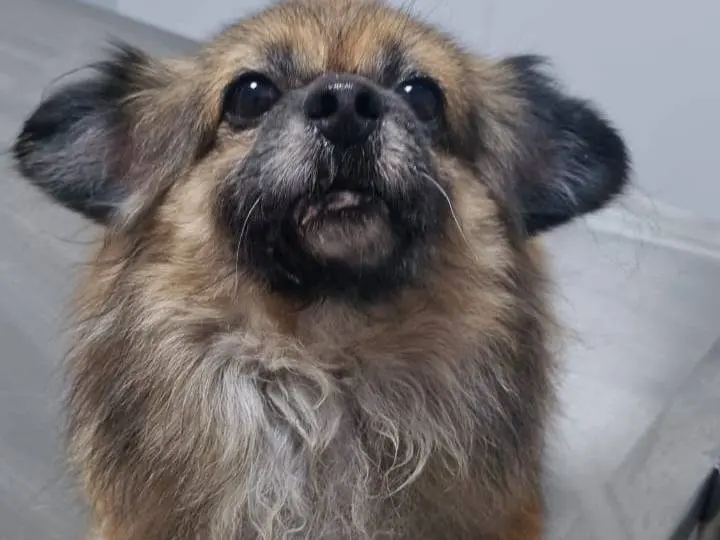 Adotta un cane, femmina, 5 anni e 6 mesi, Milano