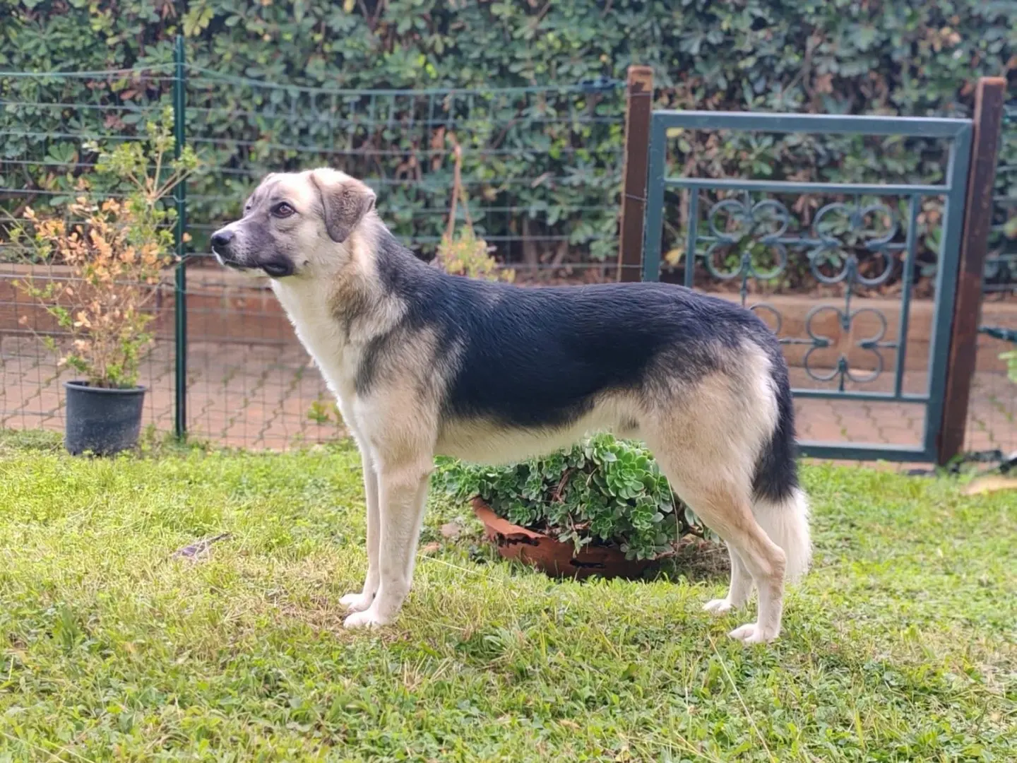 Adotta un cane, taglia media, maschio, Cosenza
