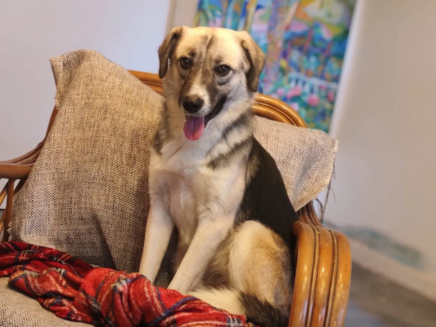 Adotta un cane, maschio, 1 anno e 9 mesi, Cosenza