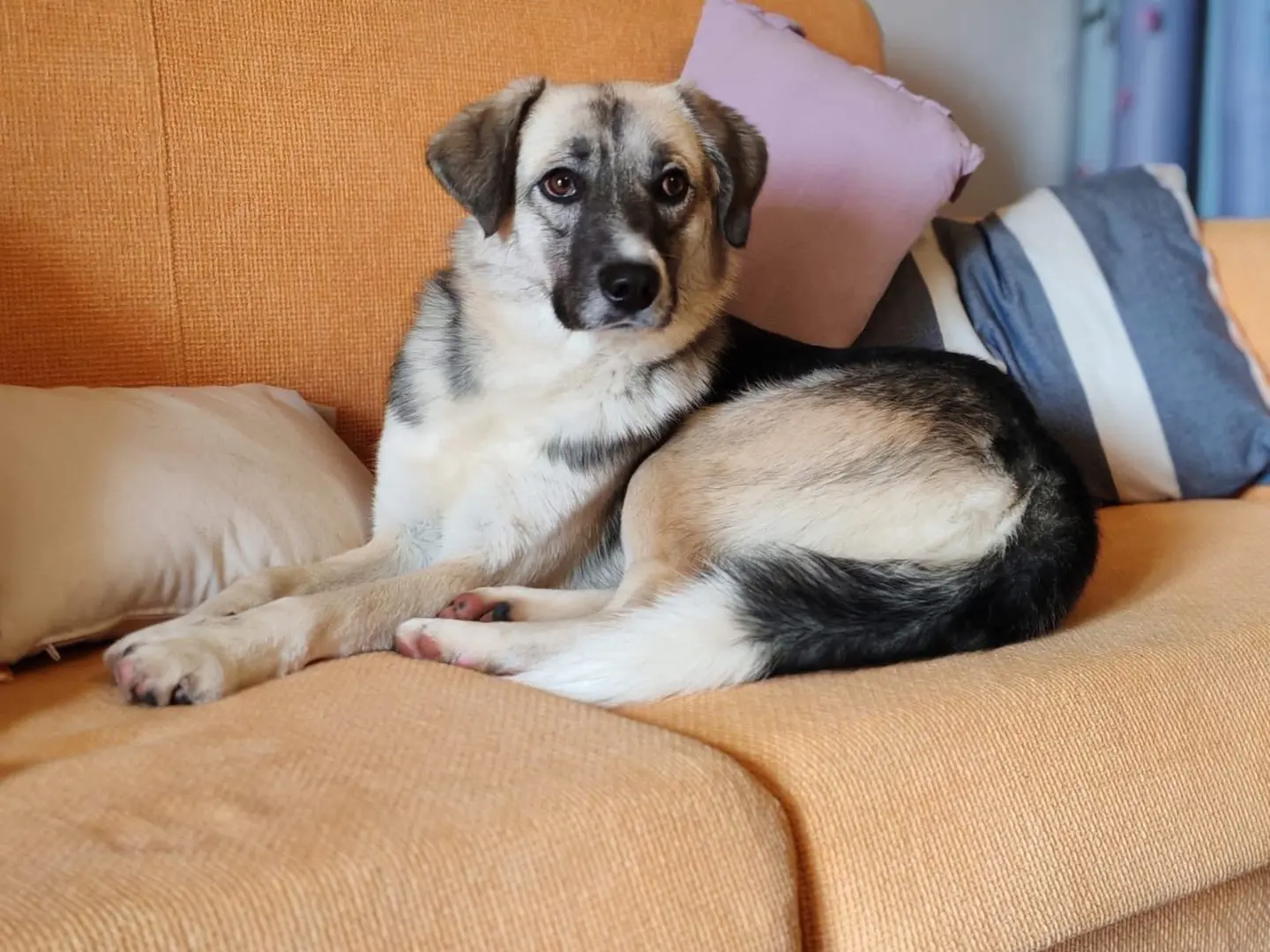 Adozione cane, maschio, Razza sconosciuta Razza sconosciuta, 1 anno e 9 mesi, taglia media, Cosenza
