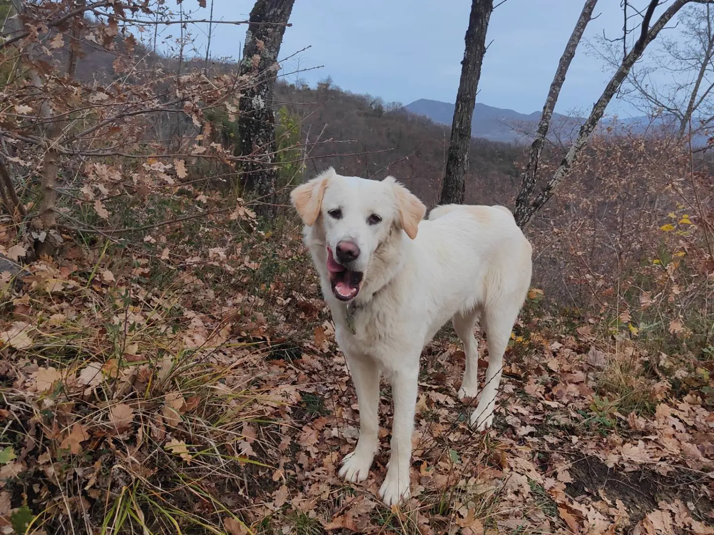 Adotta un cane, femmina, 3 anni e 7 mesi, Bologna