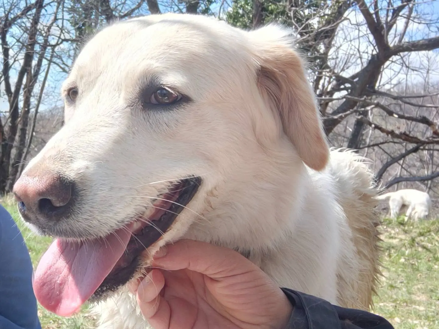 Adozione cane, femmina, meticcio, 3 anni e 7 mesi, taglia media, Bologna