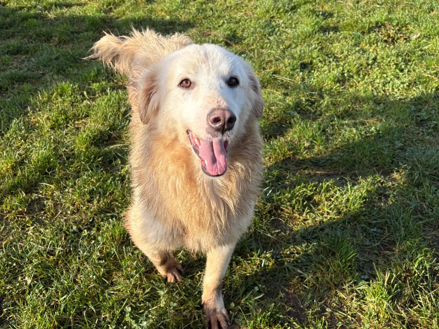 Adotta un cane, femmina, 2 anni e 7 mesi, Frosinone