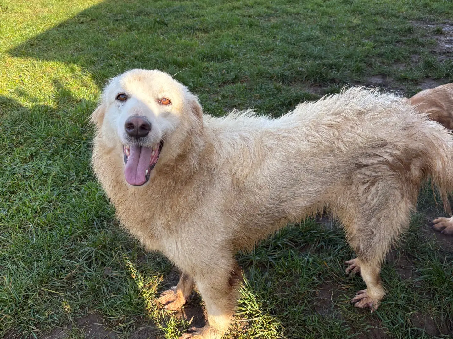Adotta un cane, taglia media, femmina, Frosinone