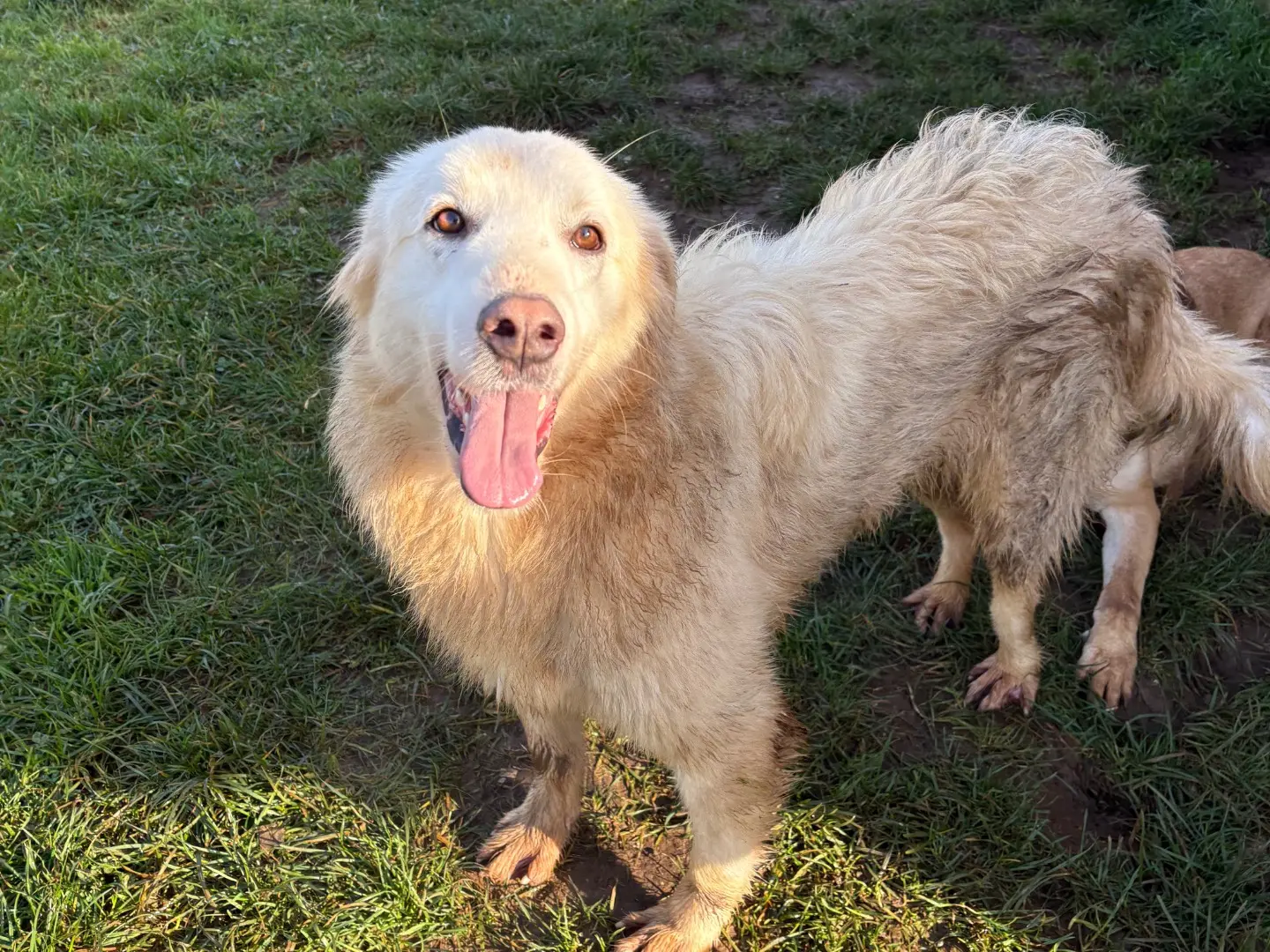 Adozione cane, femmina, Razza sconosciuta Razza sconosciuta, 2 anni e 7 mesi, taglia media, Frosinone