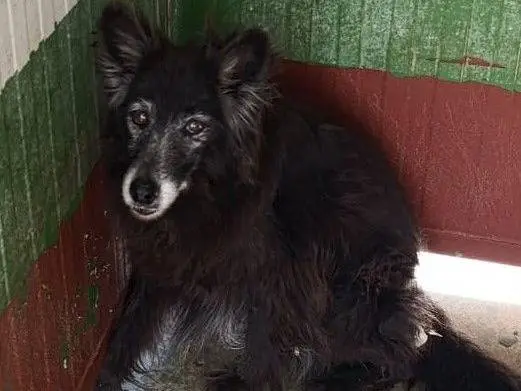 Adozione cane, femmina, Razza sconosciuta Razza sconosciuta, 14 anni e 2 mesi, taglia media contenuta, Crotone