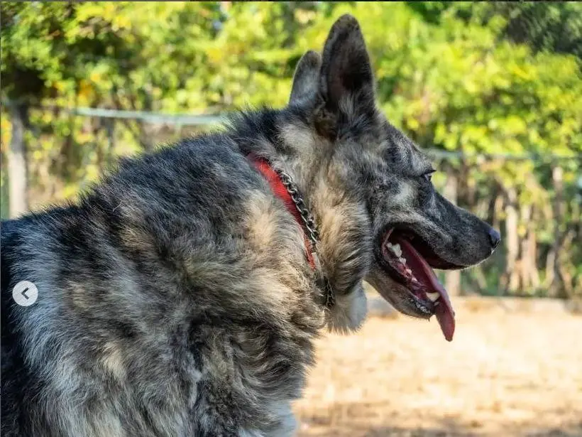 Adotta il cane Willie a Genova