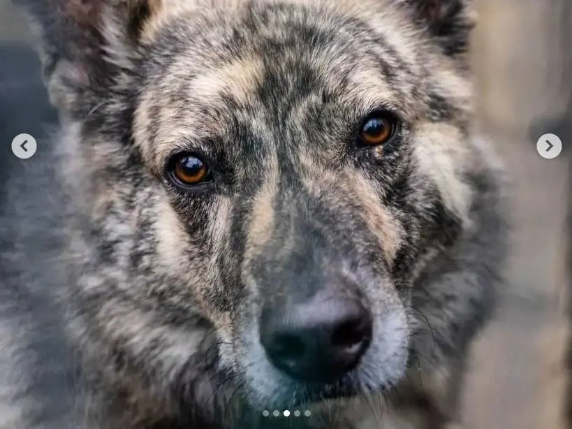 Adozione cane, maschio, meticcio, 9 anni e 1 mese, taglia grande, Genova