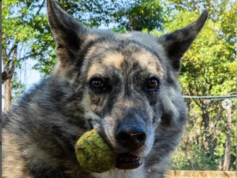 Adotta un cane, maschio, 9 anni e 1 mese, Genova