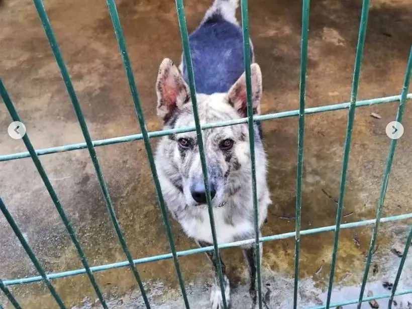 Vuoi adottare un cane a Genova?