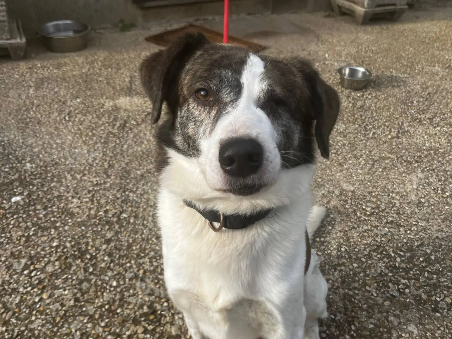 Adozione cane, maschio, Razza sconosciuta Razza sconosciuta, 9 anni e 7 mesi, taglia media, Roma
