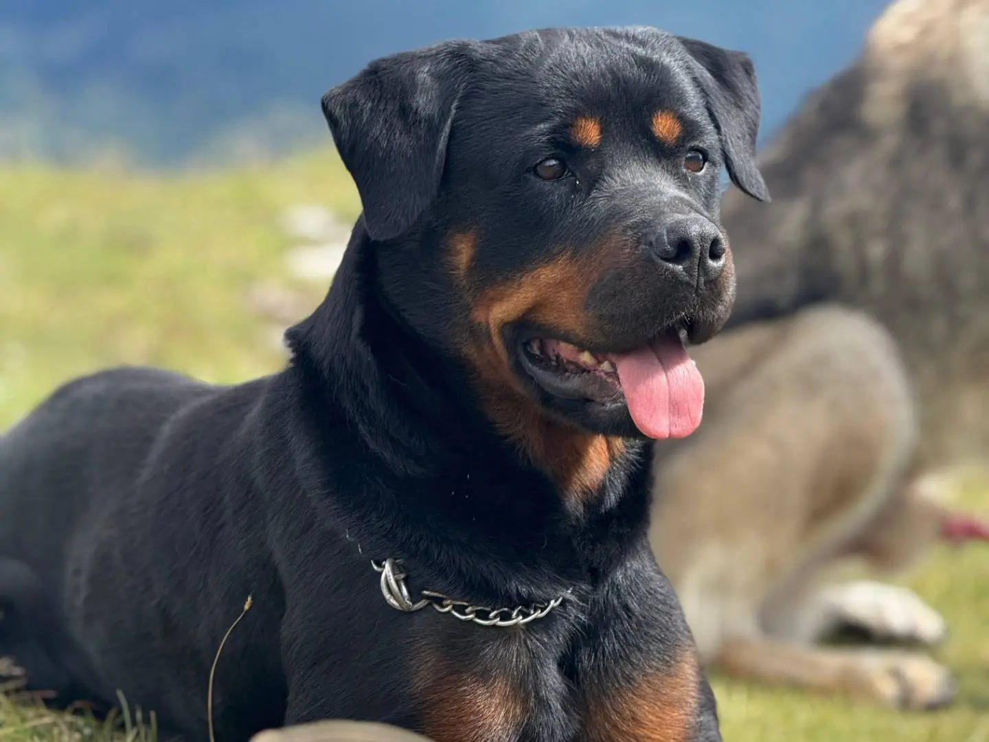 Adozione cane, femmina, Rottweiler Razza sconosciuta, 6 anni e 3 mesi, taglia grande, Bologna