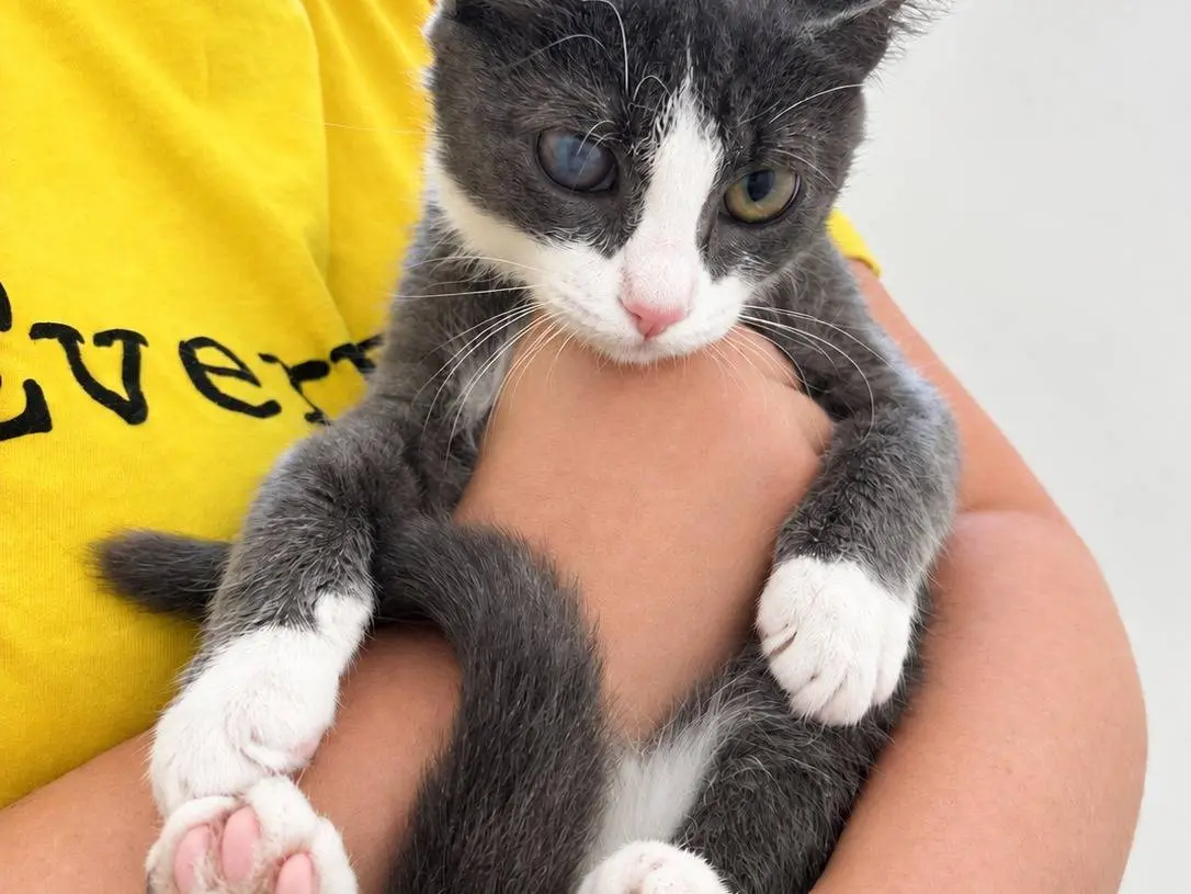 Adotta un gatto, femmina, 5 mesi, Brescia