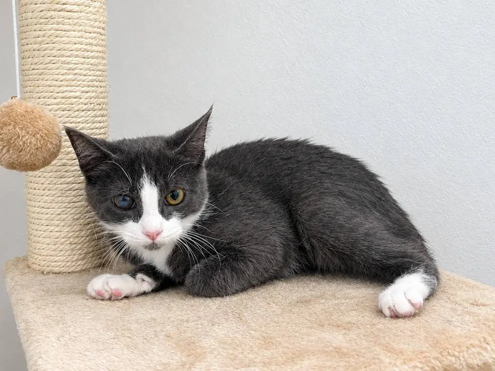 Adotta un gatto, taglia non valida, femmina, Brescia