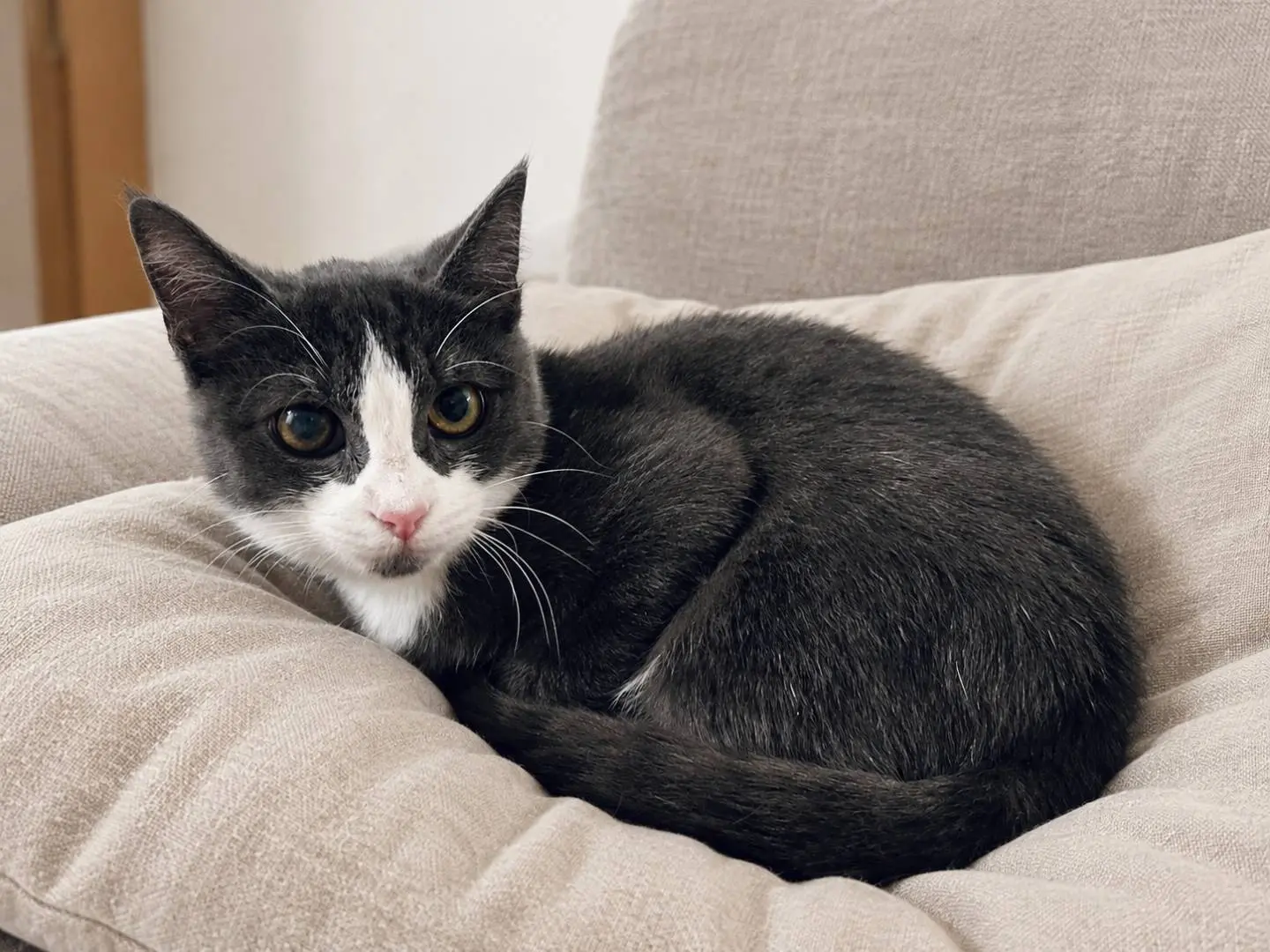 Adozione gatto, femmina, Razza sconosciuta Razza sconosciuta, 5 mesi, taglia non valida, Brescia