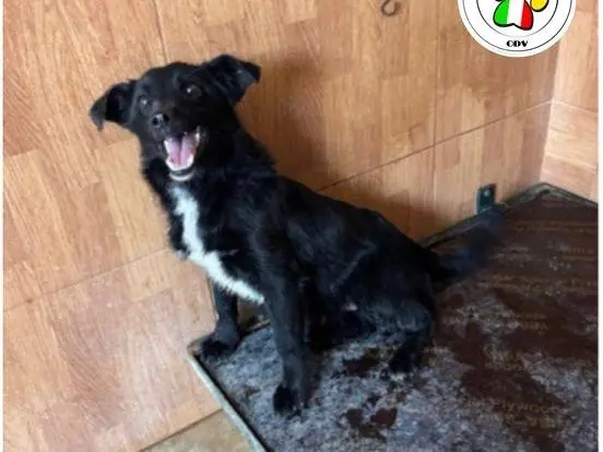 Adozione cane, maschio, Razza sconosciuta Razza sconosciuta, 1 anno e 3 mesi, taglia piccola, Milano