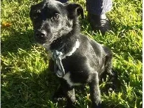 Adotta un cane, maschio, 1 anno e 3 mesi, Milano