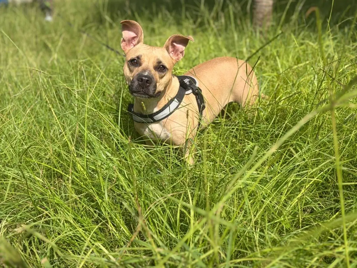 Adotta un cane, femmina, 2 anni e 9 mesi, Siracusa