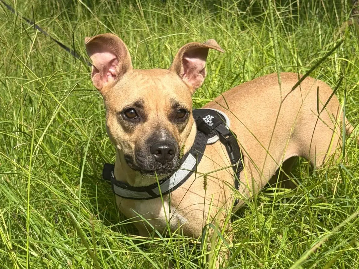 Adotta un cane, taglia media contenuta, femmina, Siracusa