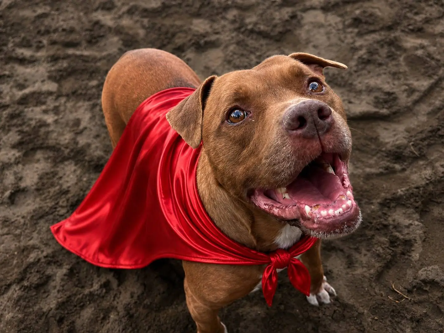 Adozione cane, maschio, Pitbull Razza sconosciuta, 9 anni e 8 mesi, taglia media, Napoli