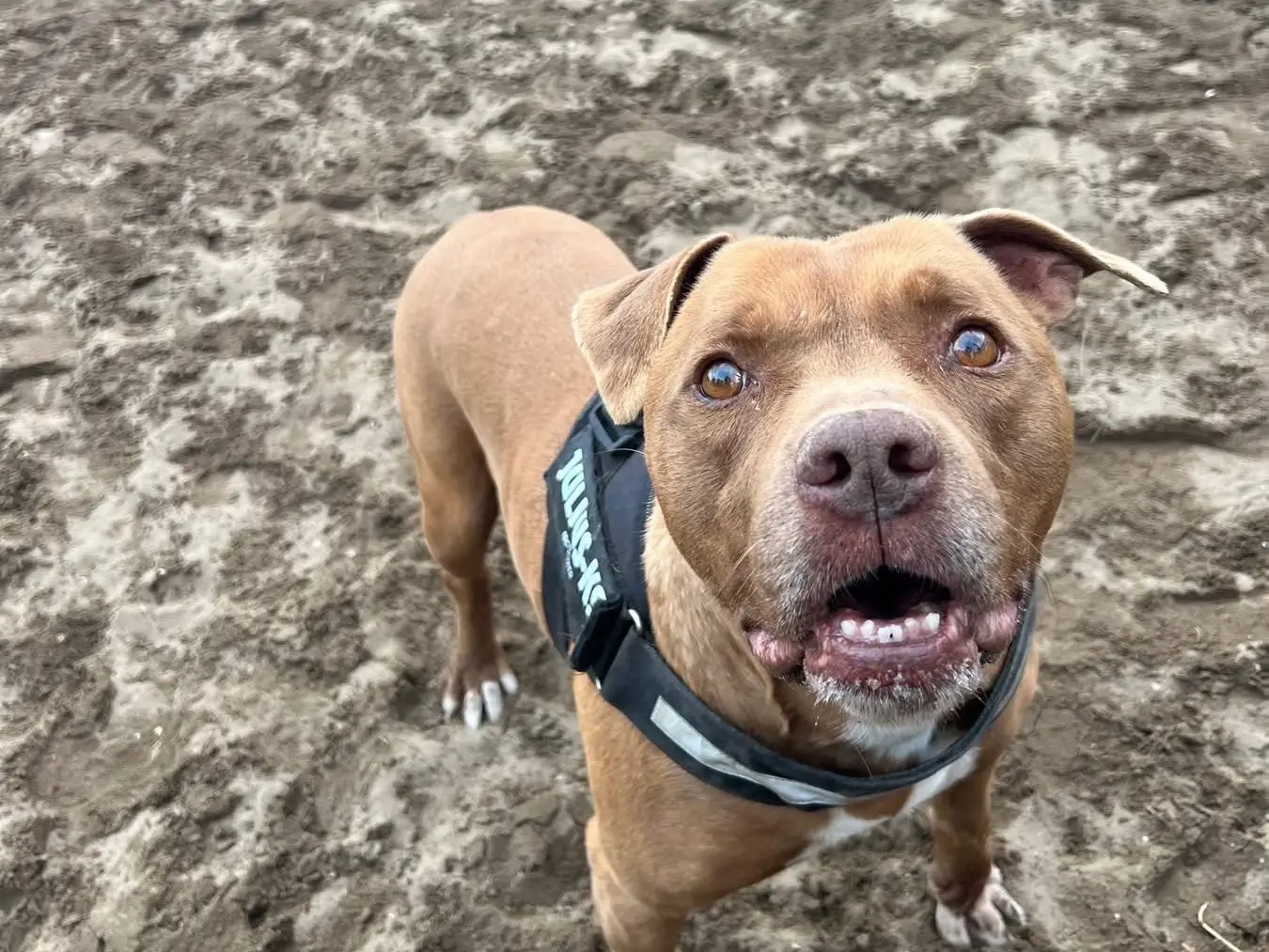 Vuoi adottare un cane a Napoli?