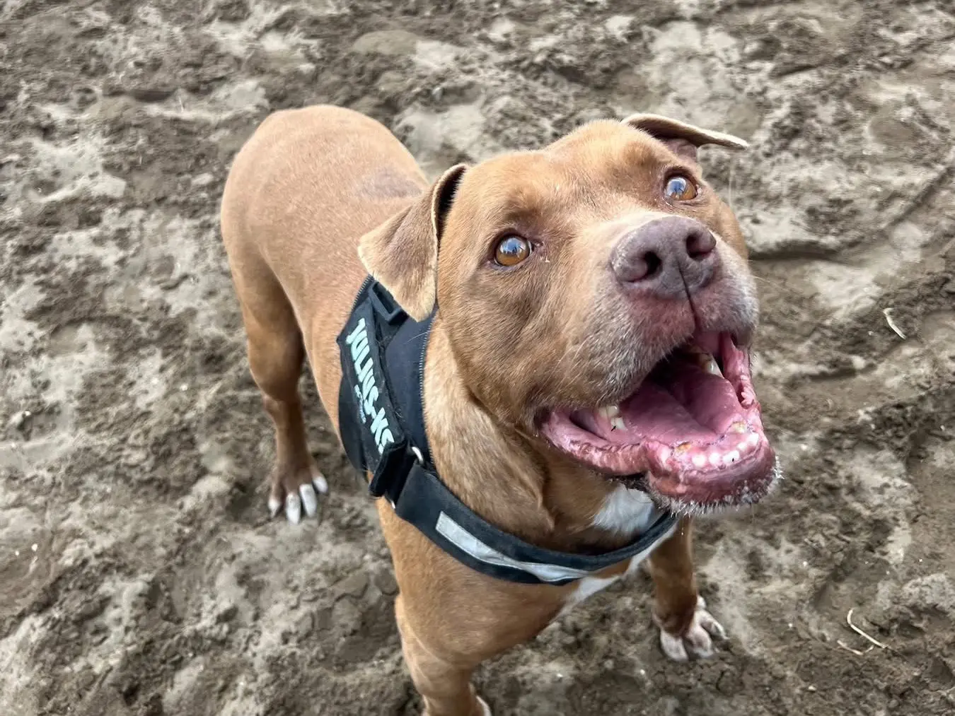 Adotta un cane, maschio, 9 anni e 8 mesi, Napoli