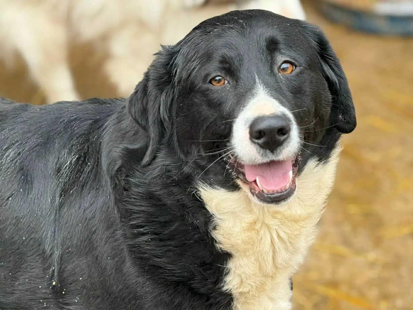 Vuoi adottare un cane a Firenze?