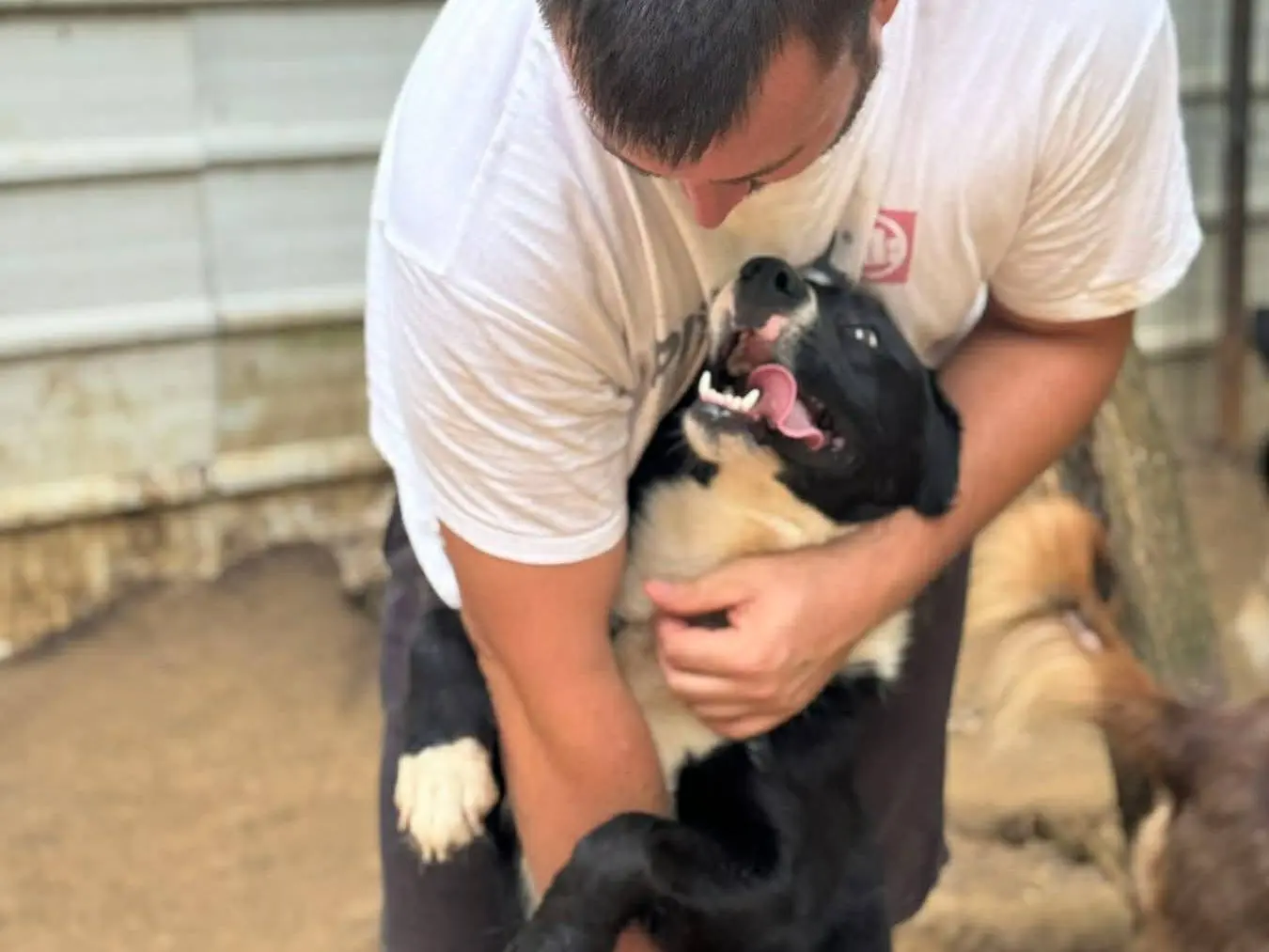 Adozione cane, femmina, Razza sconosciuta Razza sconosciuta, 2 anni e 8 mesi, taglia media, Firenze