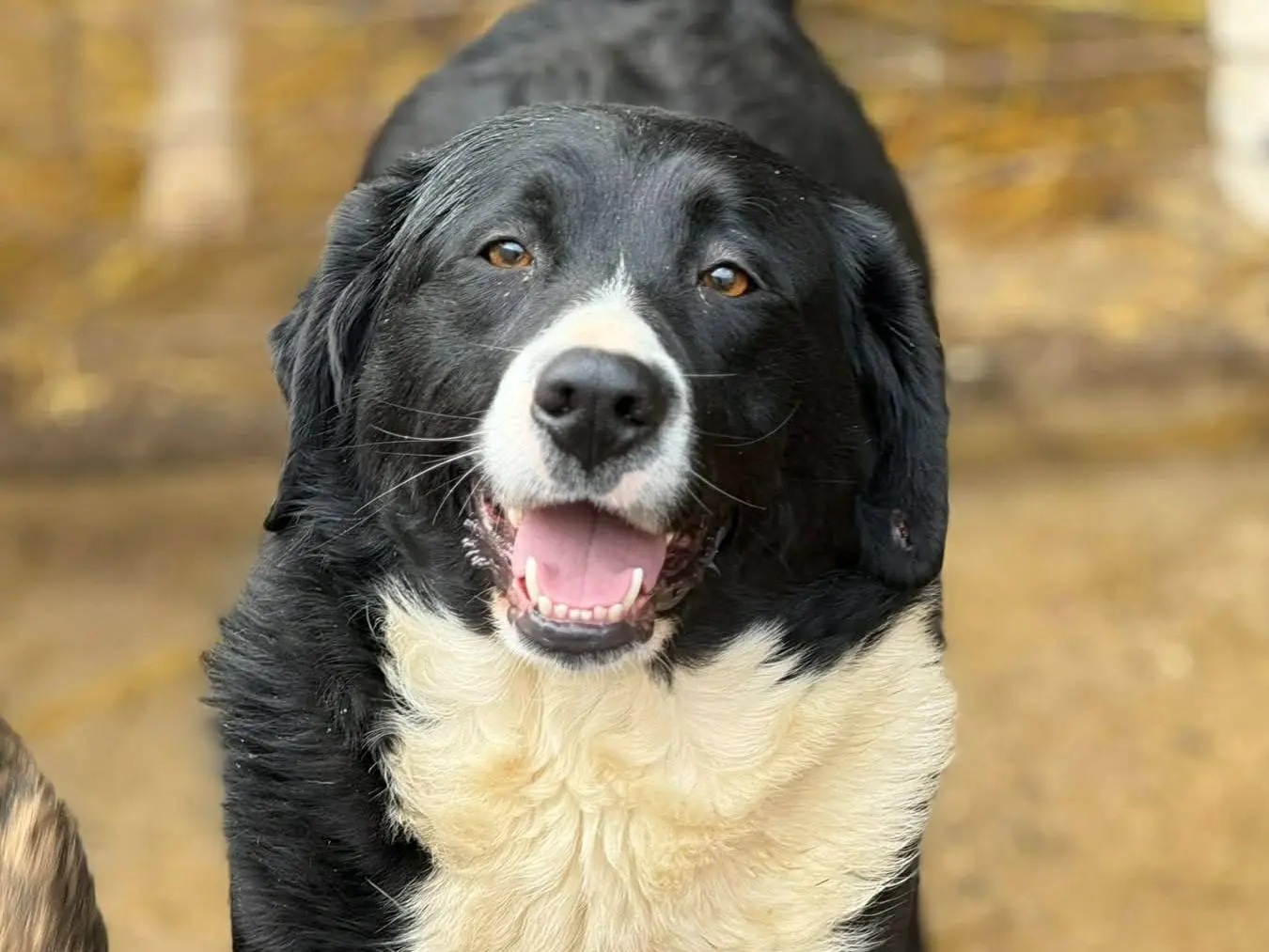 Adotta il cane EMIRA a Firenze