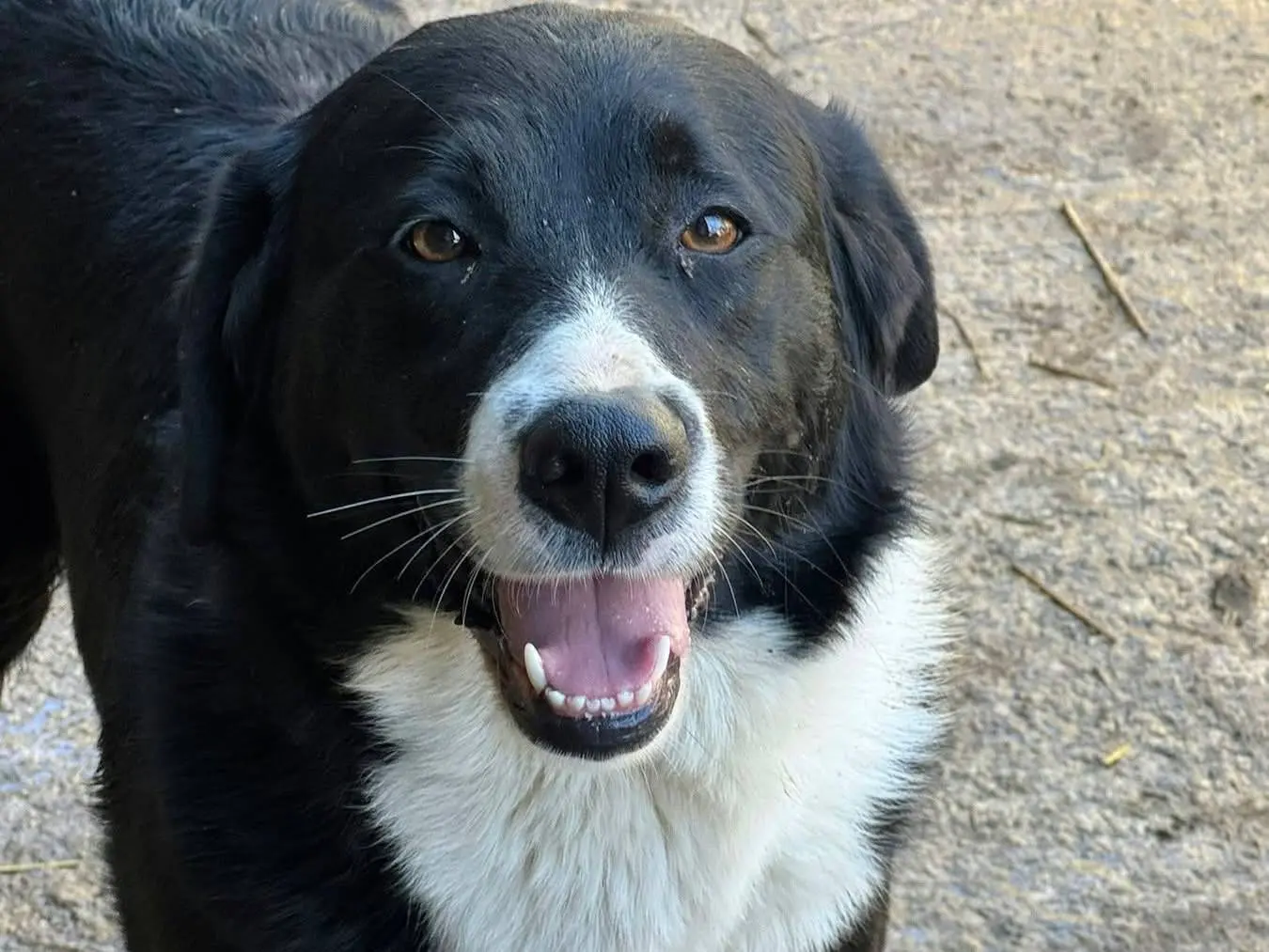 Adotta un cane, femmina, 2 anni e 8 mesi, Firenze