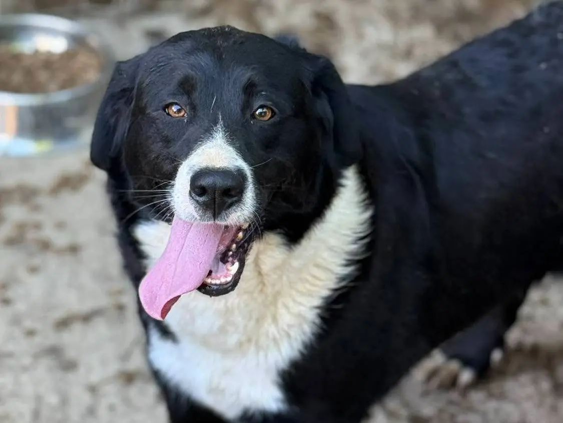 Adotta un cane, taglia media, femmina, Firenze