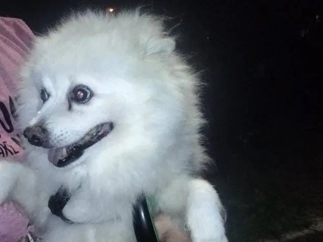 Vuoi adottare un cane a Udine?