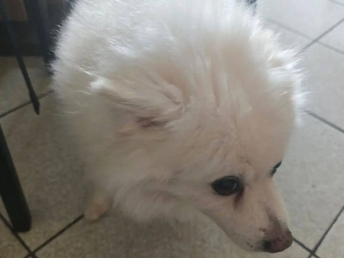 Adotta il cane Nano a Udine