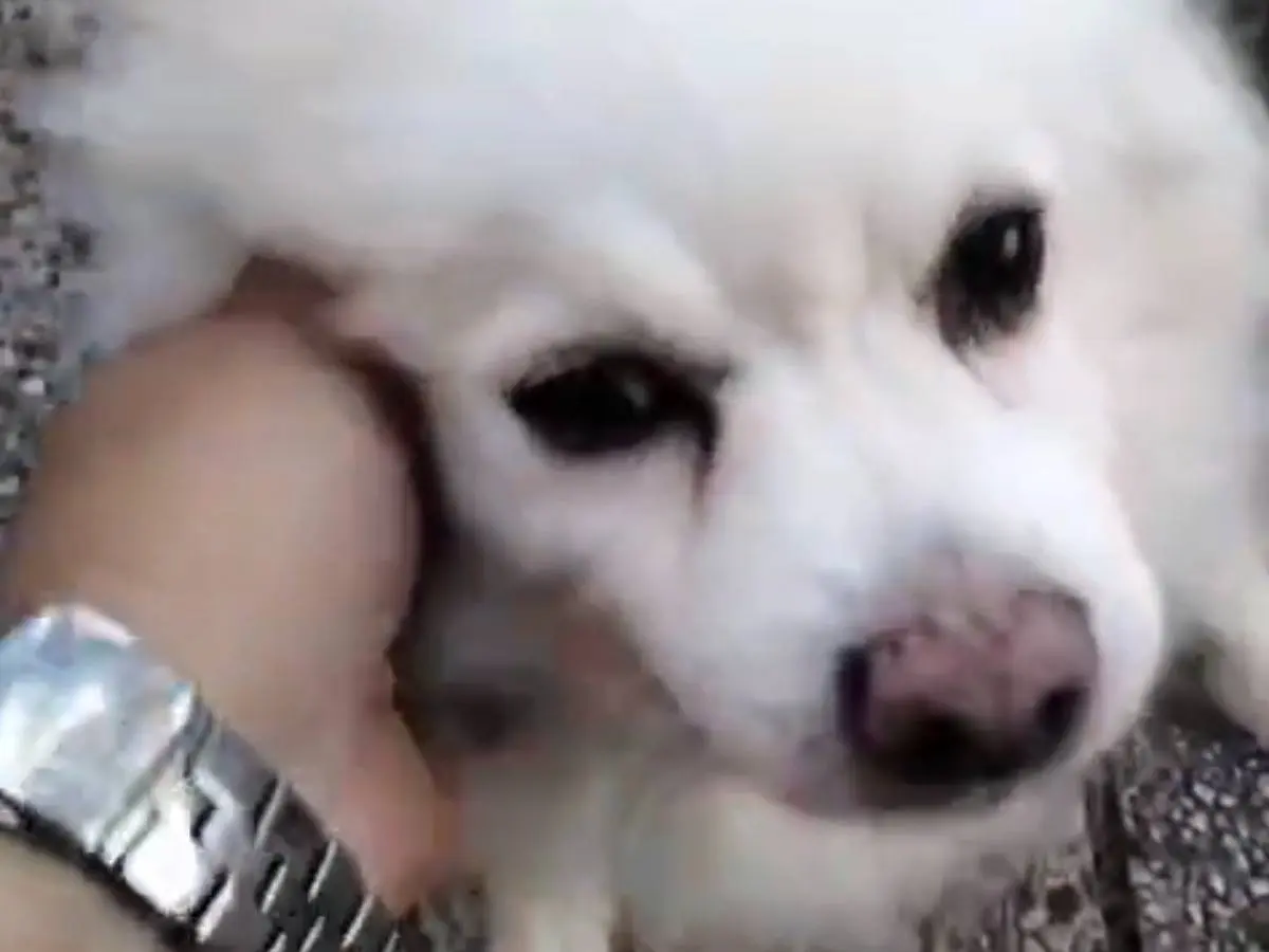 Adozione cane, maschio, Razza sconosciuta Razza sconosciuta, 8 anni e 9 mesi, taglia piccola, Udine