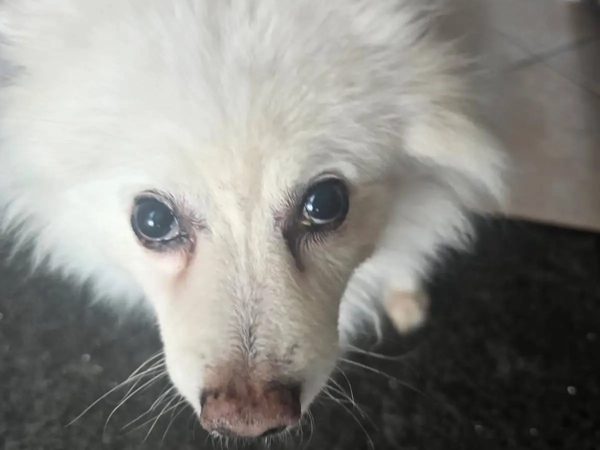 Adotta un cane, maschio, 8 anni e 9 mesi, Udine