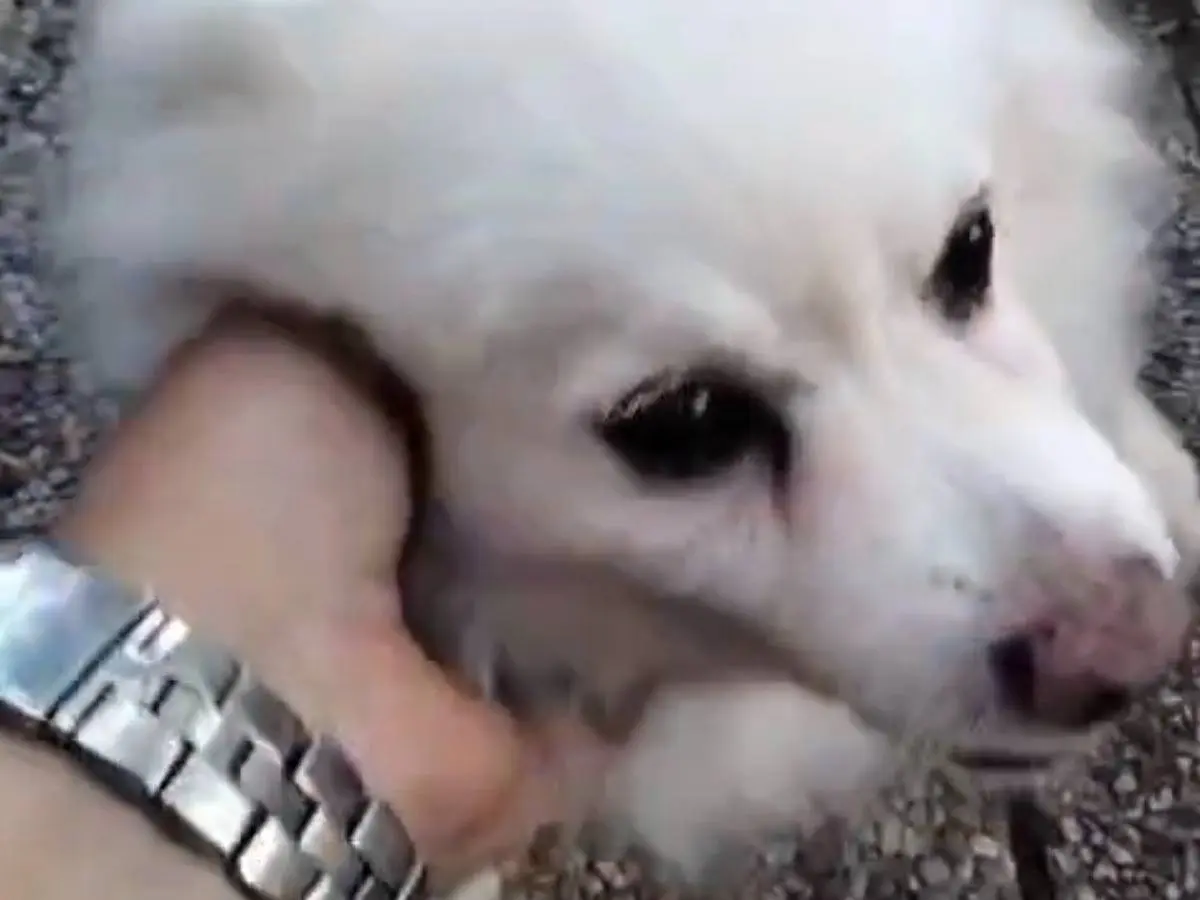 Adotta un cane, taglia piccola, maschio, Udine