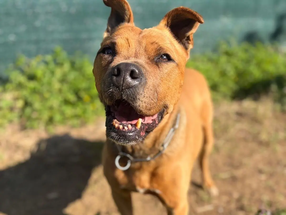 Adotta un cane, maschio, 12 anni e 5 mesi, Milano
