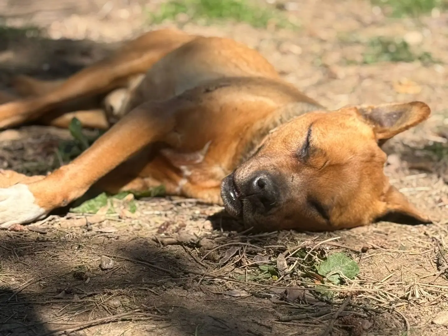 Adozione cane, maschio, Razza sconosciuta Razza sconosciuta, 12 anni e 5 mesi, taglia media, Milano