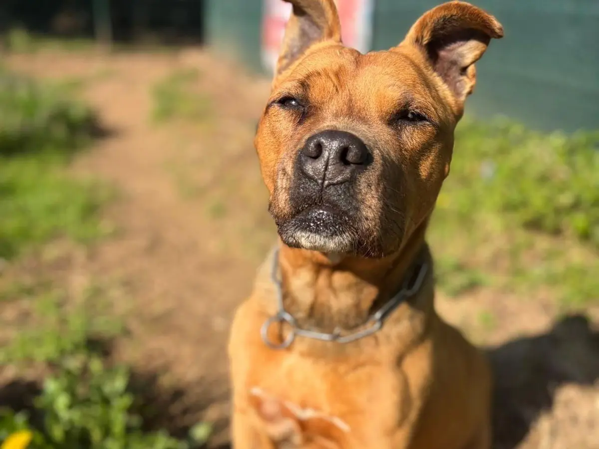 Adotta un cane, taglia media, maschio, Milano