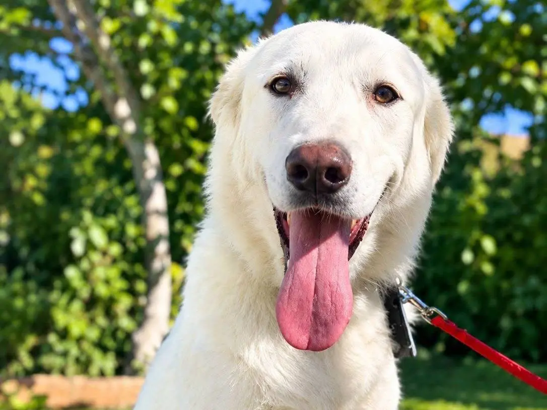 Adozione cane, maschio, Razza sconosciuta Razza sconosciuta, 2 anni e 4 mesi, taglia grande, Crotone