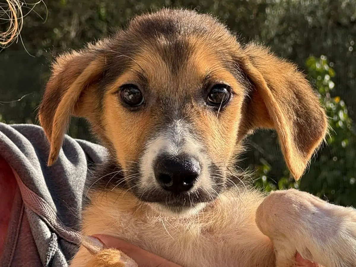 Adozione cane, femmina, Razza sconosciuta Razza sconosciuta, 2 mesi, taglia media, Trapani