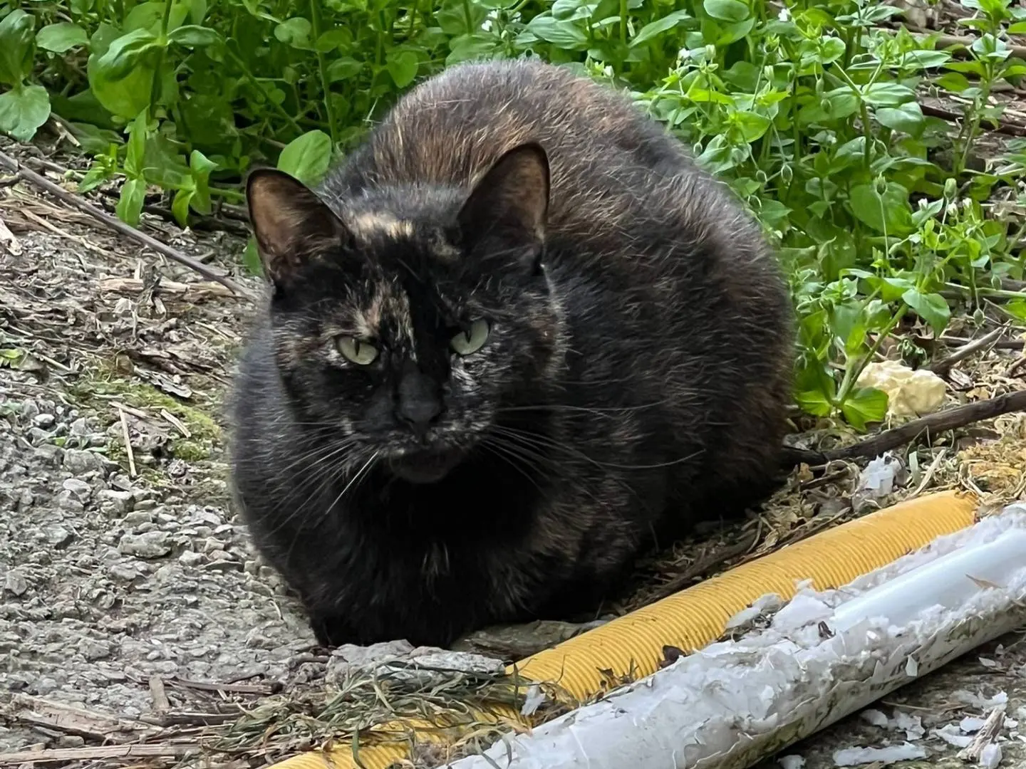 Adotta un gatto, femmina, 1 anno e 9 mesi, Napoli