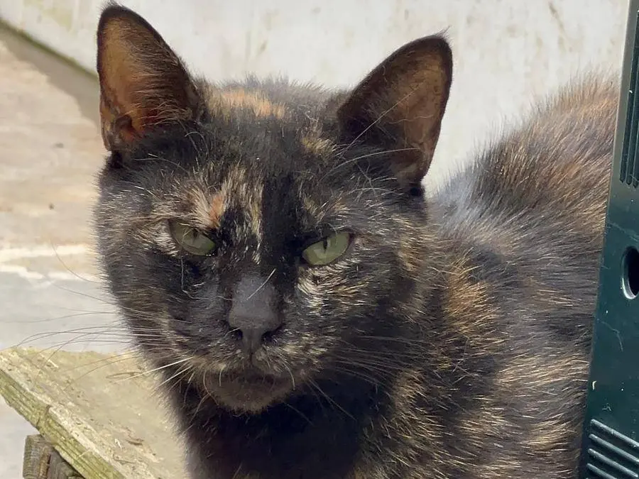 Adozione gatto, femmina, Razza sconosciuta Razza sconosciuta, 1 anno e 9 mesi, taglia non valida, Napoli
