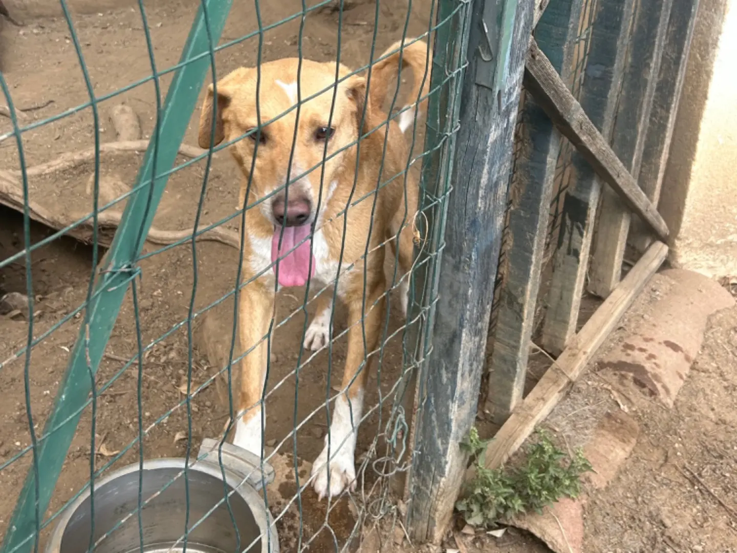 Vuoi adottare un cane a Catanzaro?