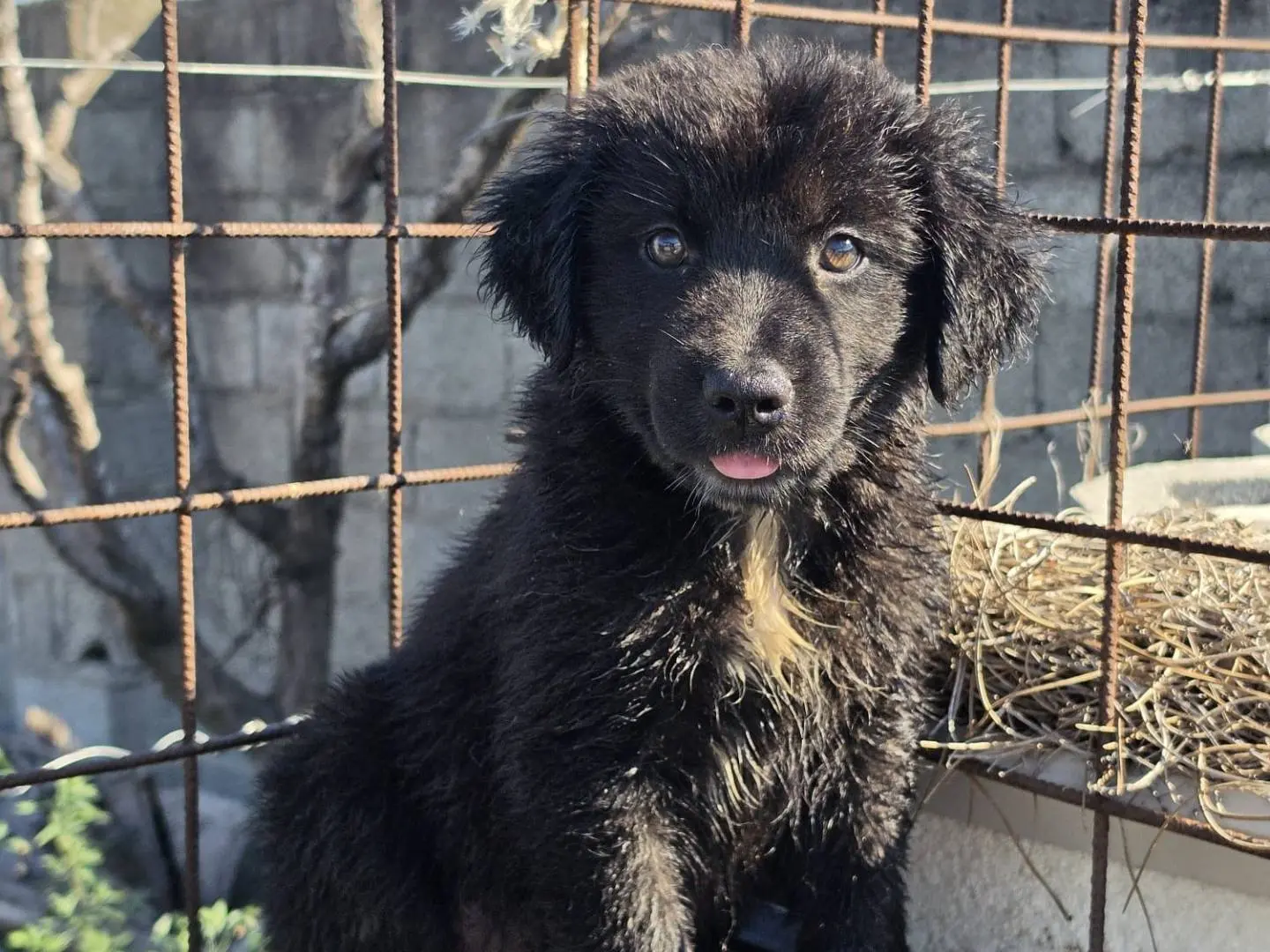 Adozione cane, femmina, Razza sconosciuta Razza sconosciuta, 3 mesi, taglia media, Milano