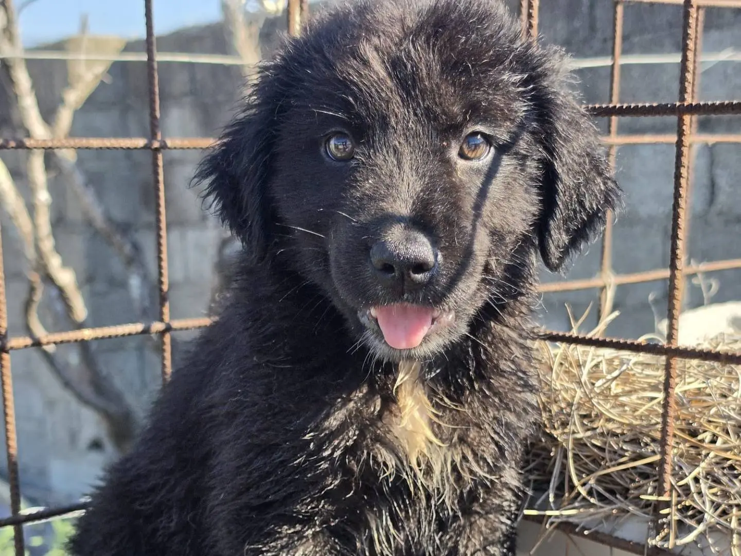 Adotta un cane, femmina, 3 mesi, Milano